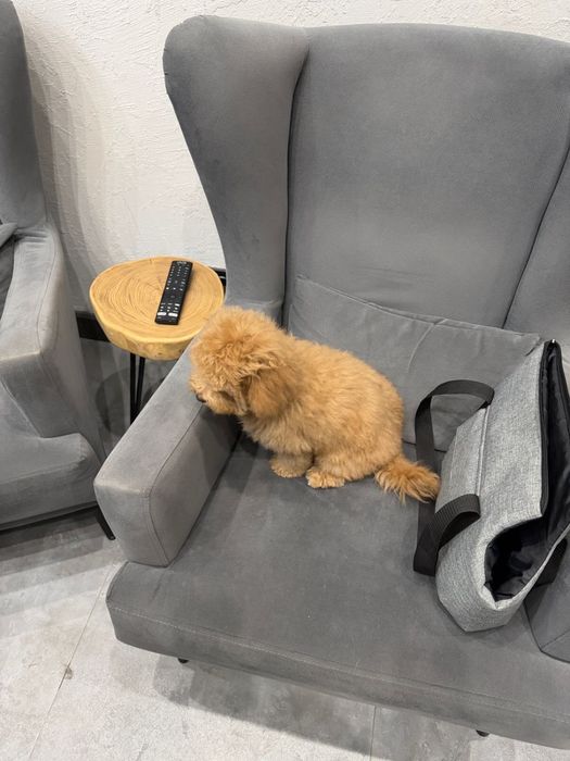 Продам мальтипу F1