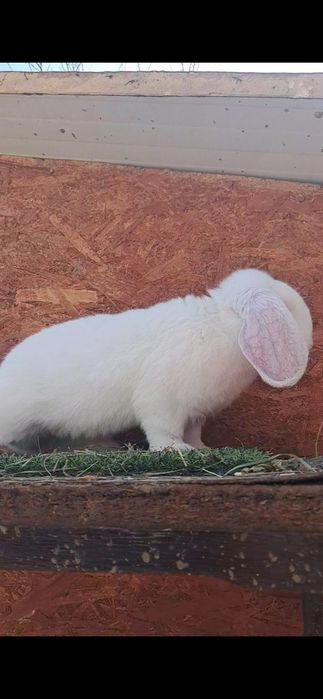 Mascul berbec german