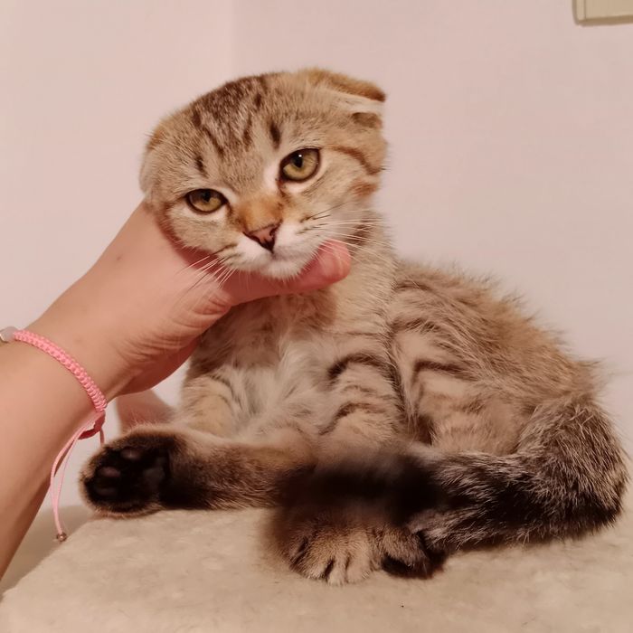 Скоттиш фолд чистокровная золотистая табби девочка очень умненькая