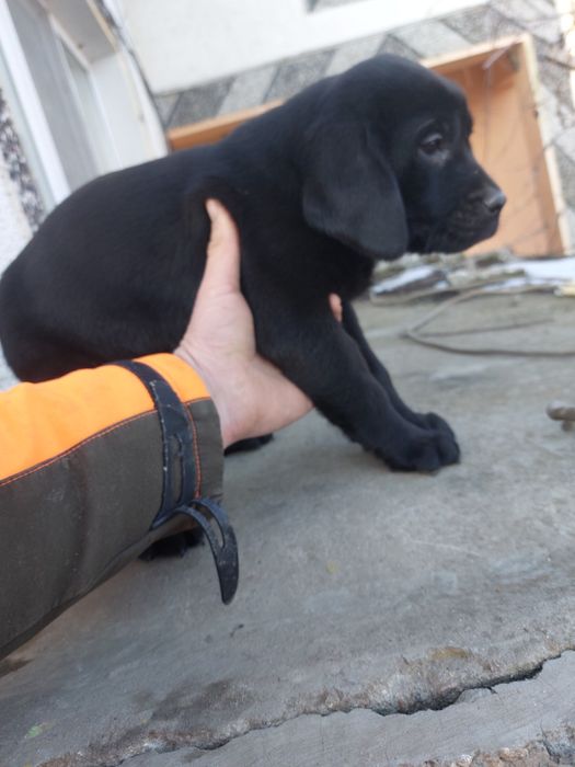 Лабрадор ретривър ТОП бебета