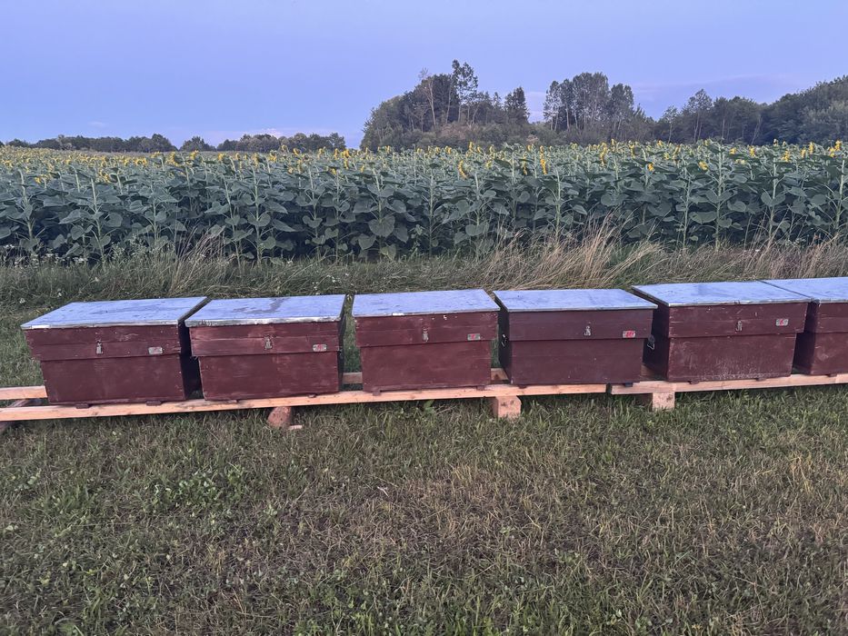 Vand 14 famili de albine