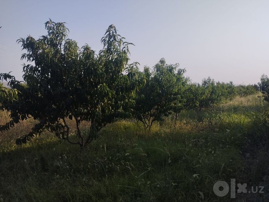 Фаргона Кува йулида БОГ СОТИЛАДИ