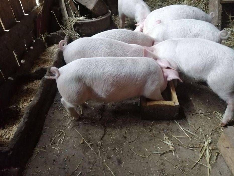 Продам поросят, 2 месячные