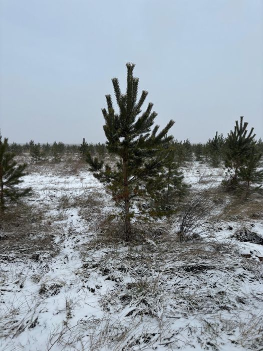 Саженцы оптом от 30 штук