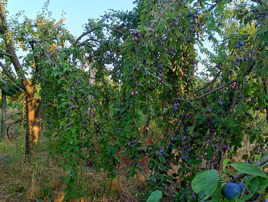 Vând urgent prune!