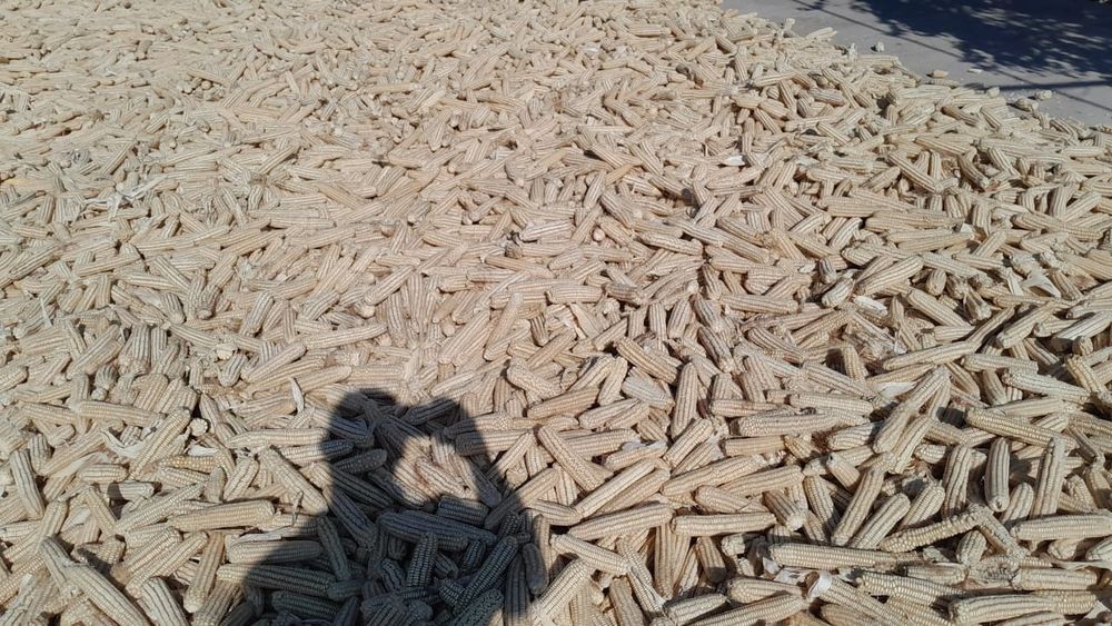 Ақ жүгері Көжеге