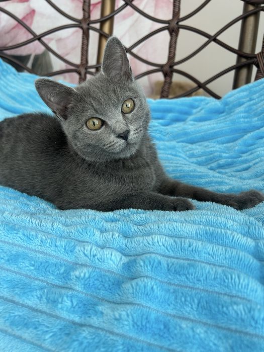 Отдам даром котенок