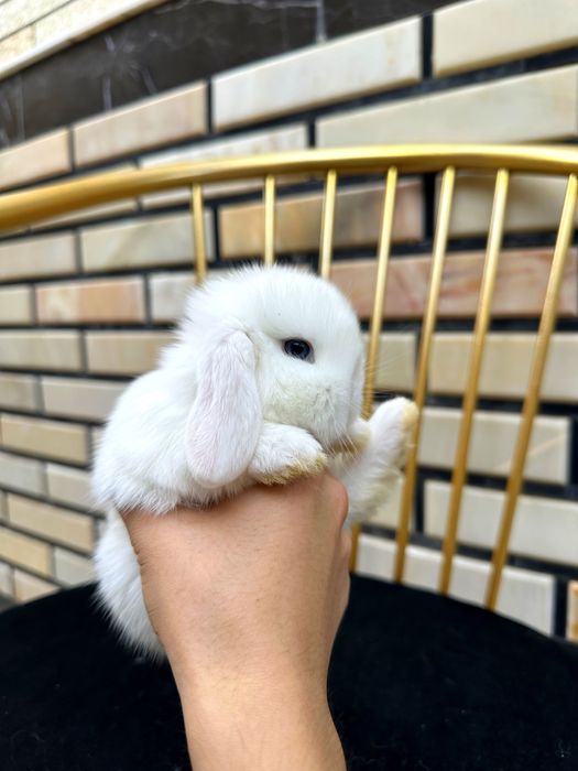 Mehr ko‘rgan bola mehr beradi