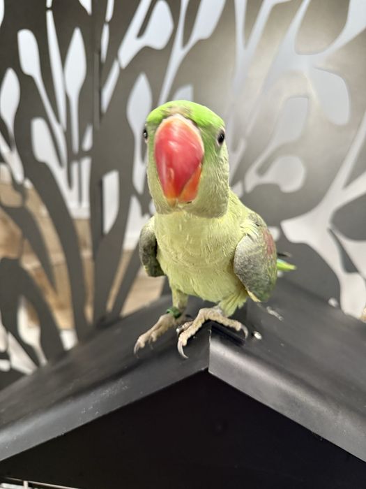 Papagali vorbitori pui blanzi Marele Alexandru Alexander