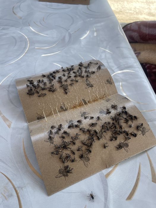 жеуге арналган жәндіктер