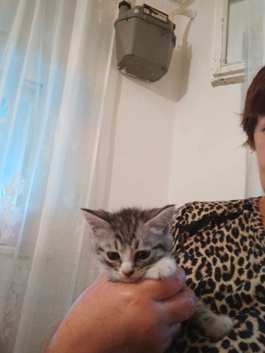 Котёнок британец.прямоухий.