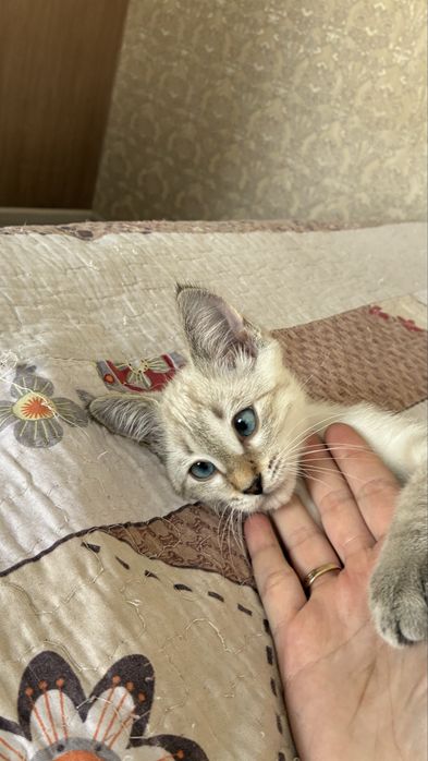 Котенок мальчик с лоткомэ