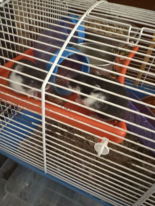 Hamsteri pitici