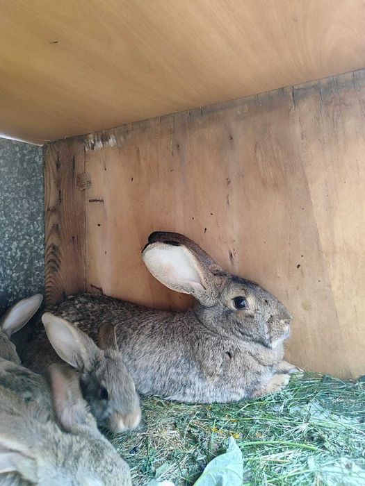 Продам кроликов !