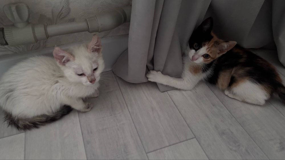 Отдам в добрые руки котят(девочки)
