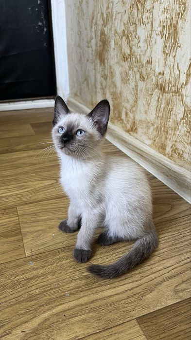 Котята бесплатно в добрые руки