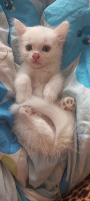 Продам котят     .