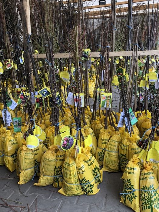 Vand pomi columnari diferite soiuri