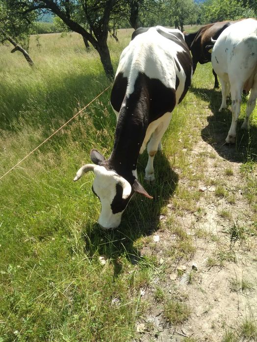 Animale de vânzare