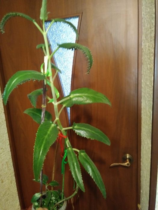 Каланхоэ лечебный. Продам.