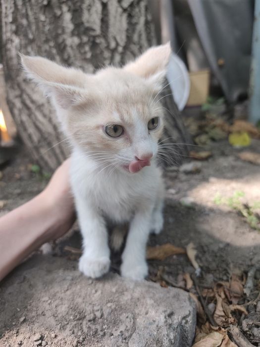 Котята ищут новый дом