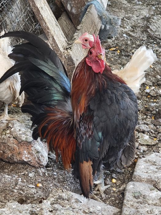 Vând găinuțe serama