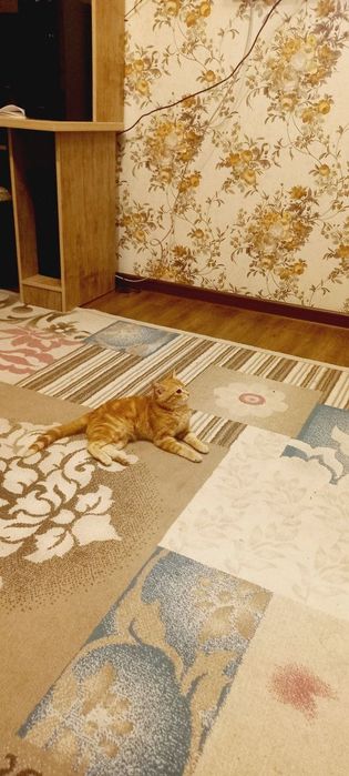 СКОТИШ  ФОЛД сотилади