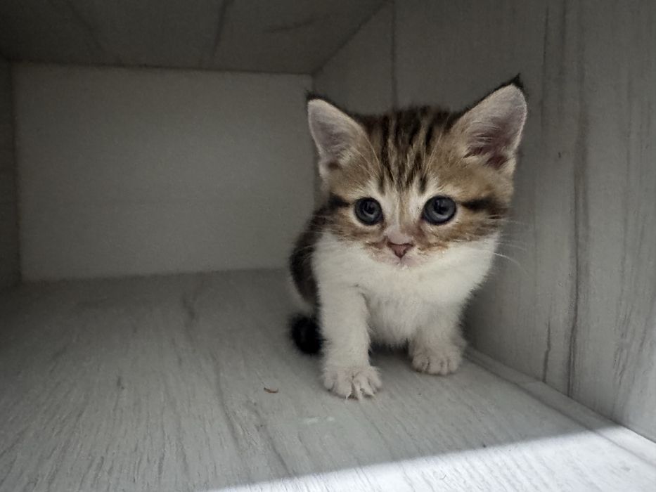 Кошки Британская