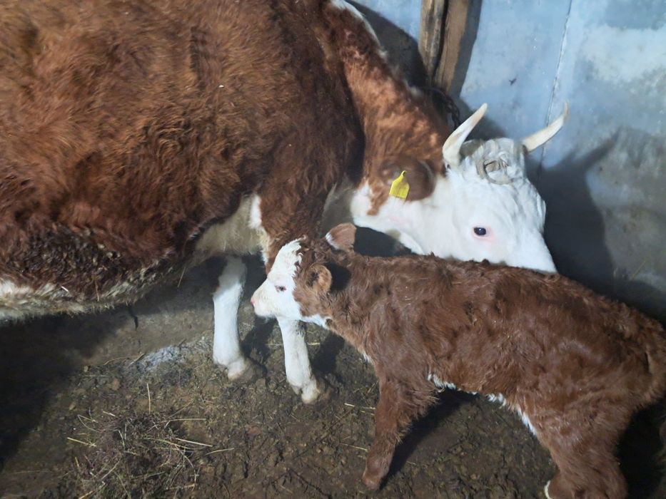 Продам теленка бычок