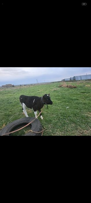 Продам январскую тёлочку