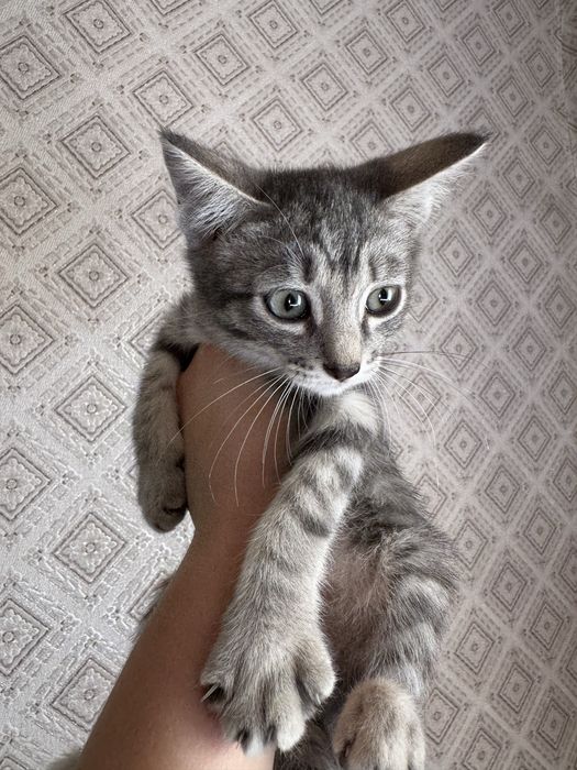 Отдам в заботлтвые руки