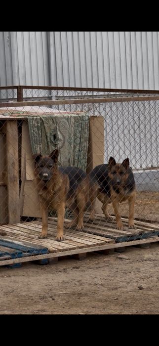 Немецкая овчарка щенок