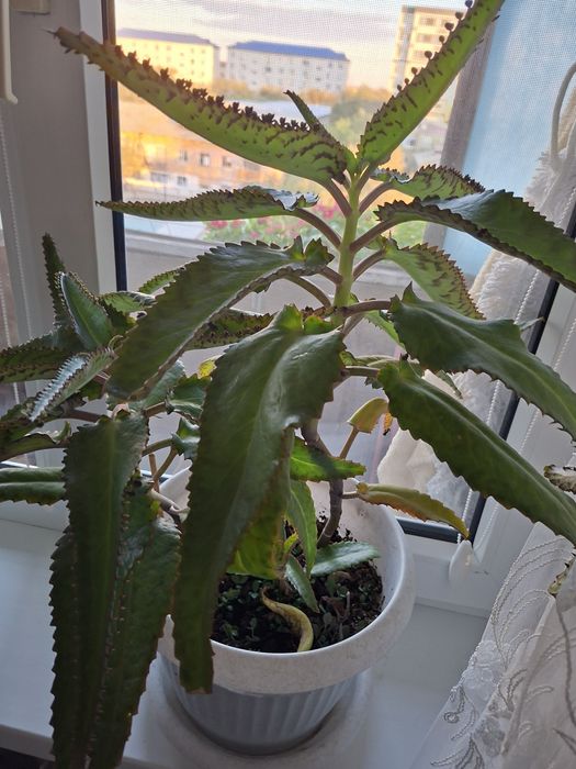 Каланхое-лечебный