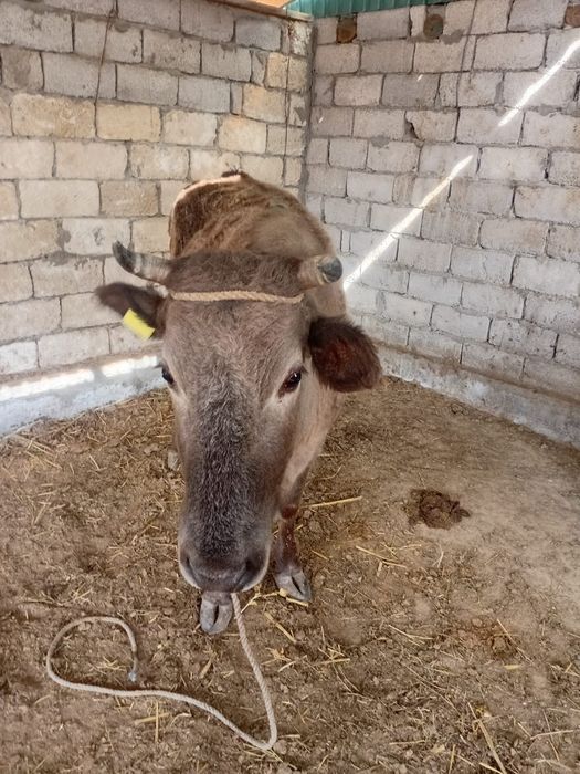 Семіз сиыр сатылады!