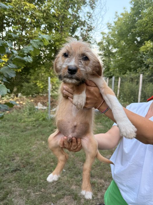 Catelusi pentru adoptie.