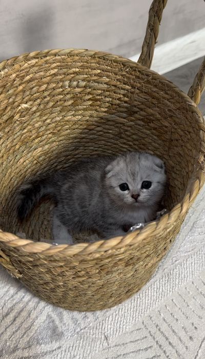 Шотландские вислоухие котята