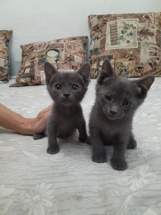 Котят в добрые руки с доставкой