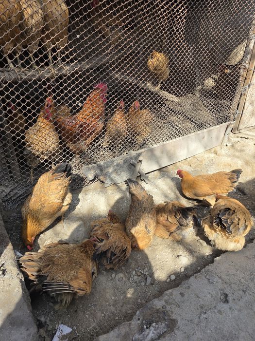 Кучинский таза қанды