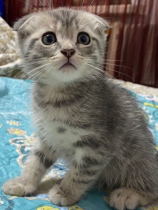 Продам шатланский мальчик