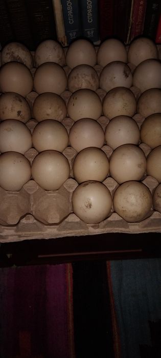 Индоутиное инкубационное ЯЙЦО