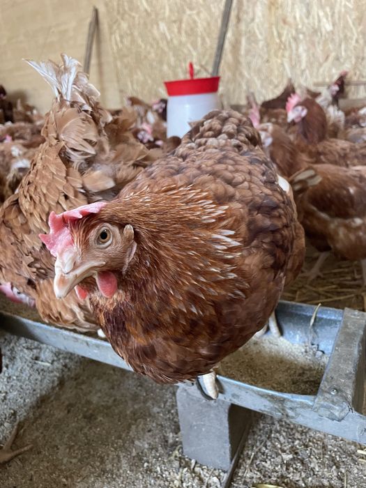 Gaini rosii ouatoare Isa Brown, Costești!