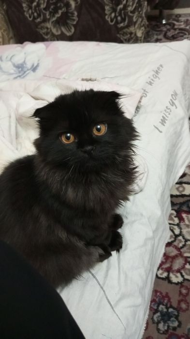 Скотиш фолд хайленд