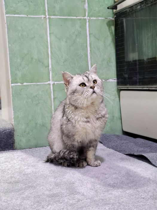 Продам срочно британский шиншилла серебристый страйт чистокровный маль