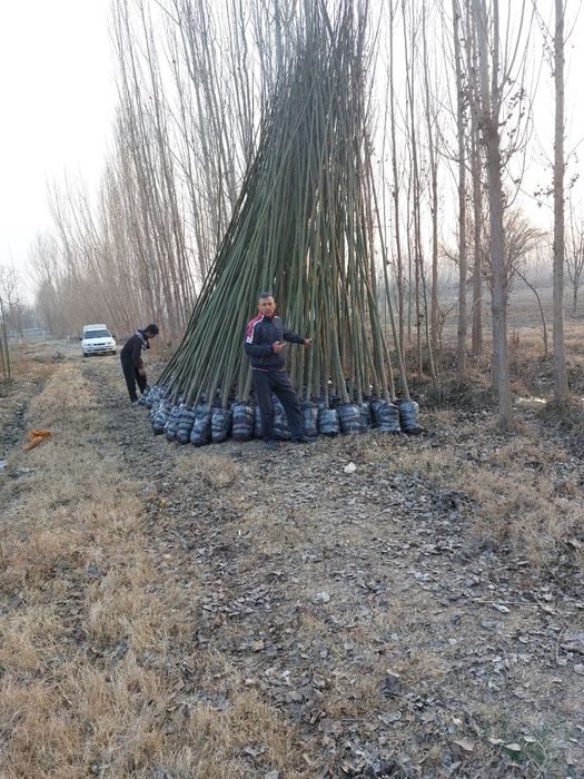 Павлония бор 2 йиллик сотилади