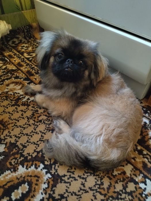 Пекинес мальчик.