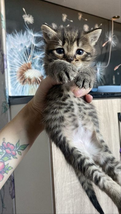 Котята в добрые руки