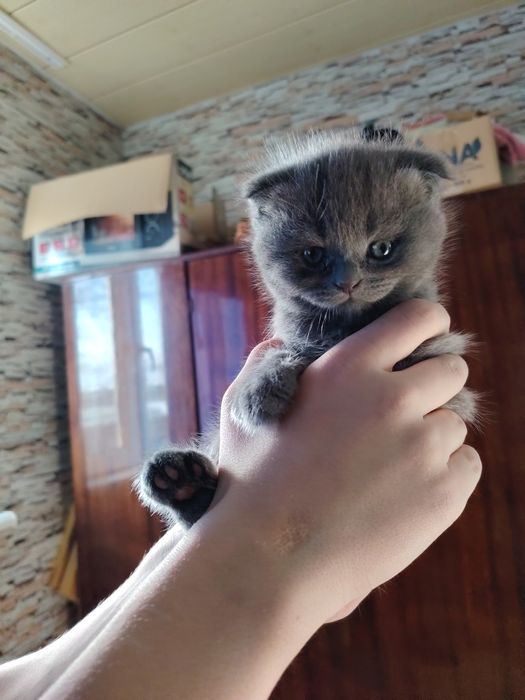 Продатся шотландские котята