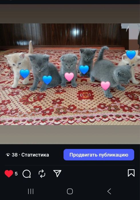 когка британская оригинал