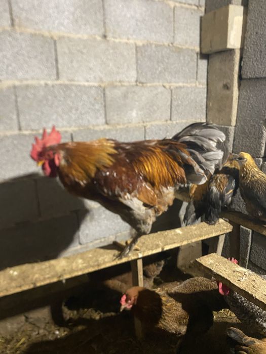 Мехиленский кукушка