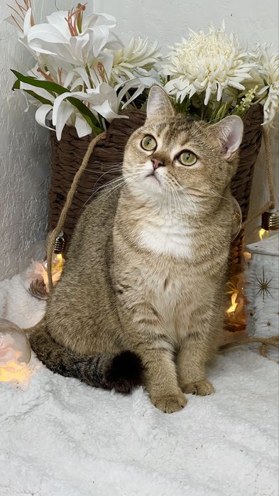 Девочка британка